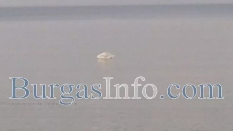 Лебед с клюмнала глава стресна бургазлии на Централния плаж, болен ли е? (СНИМКИ) 