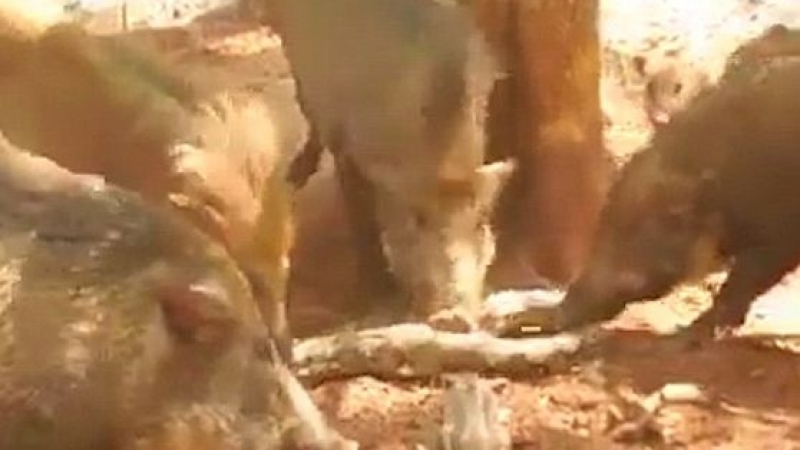 Отмъщението на прасетата! Гошковците разкъсаха огромен питон, убил един от техните (ВИДЕО 18+)