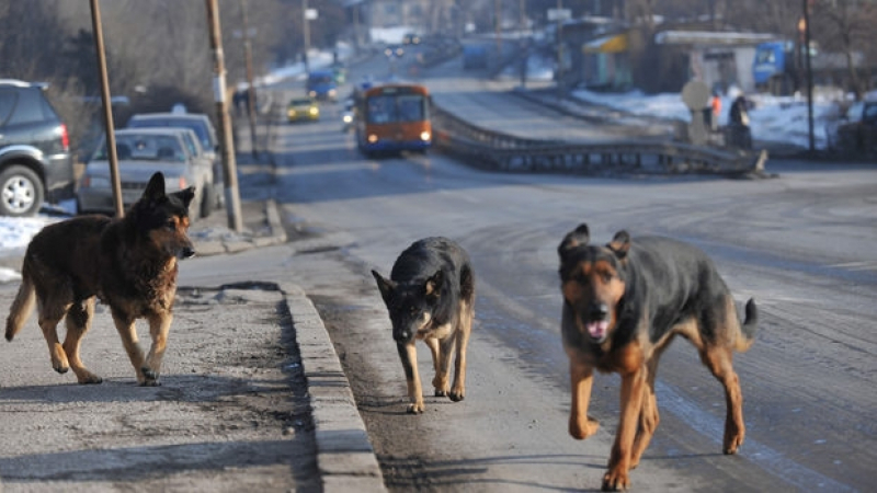 Бездомните кучета в София изчезват безследно, при това с хиляди (ВИДЕО)