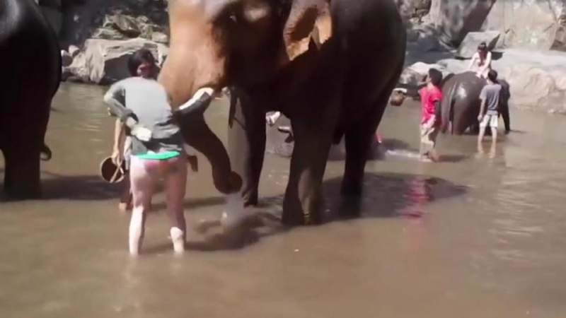 Слон нападна туристка, хвърли я във въздуха (ВИДЕО)