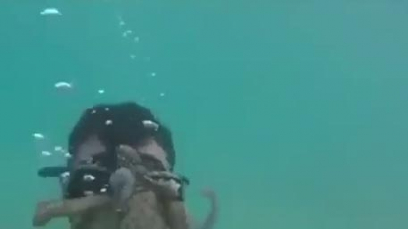Морско чудовище се впи в лицето на водолаз (ВИДЕО)