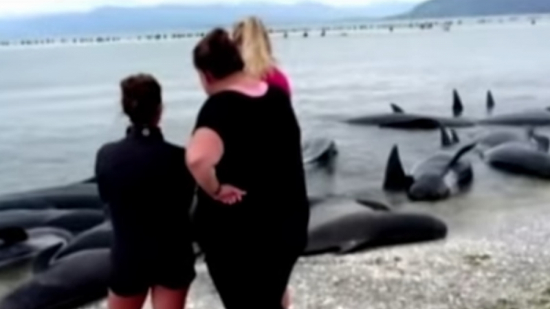 Нови 240 кита заседнаха на новозеландски плаж (ВИДЕО)