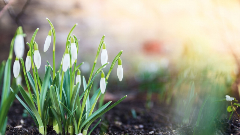 Метеоролог ни вдъхва надежда: Ще дойде ли скоро пролетта?