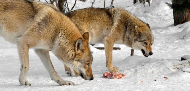 Агресивен и опасен ли е избягалият от зоопарка вълк в Хасково? ВИДЕО