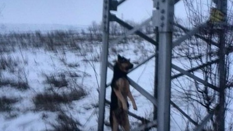 Изроди обесиха куче на електрически стълб