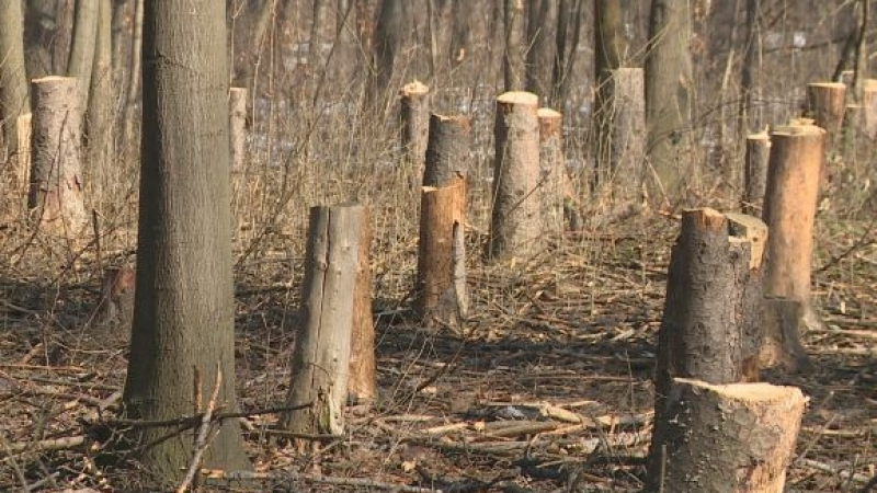 Масова сеч в Западен парк – десетки дървета паднаха за ден (ВИДЕО)