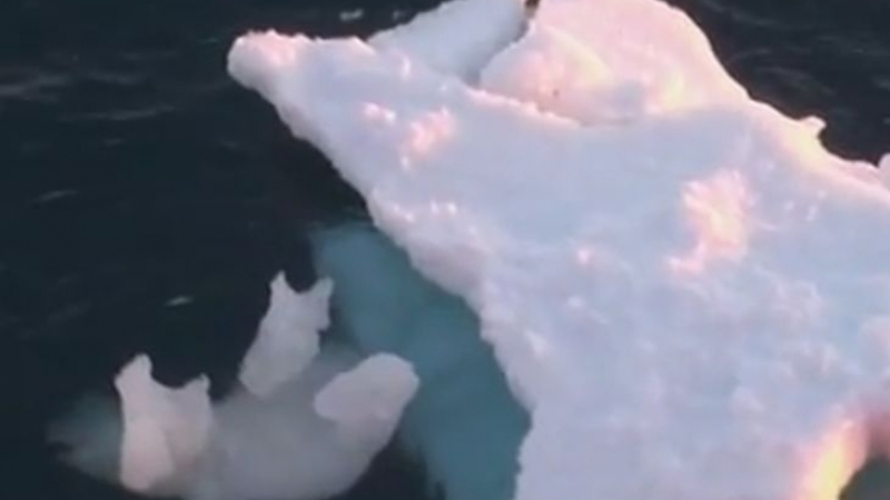 Българин отиде в Антарктида, а това, което засне в ледената пустош, ще остави всеки без дъх (ВИДЕО)