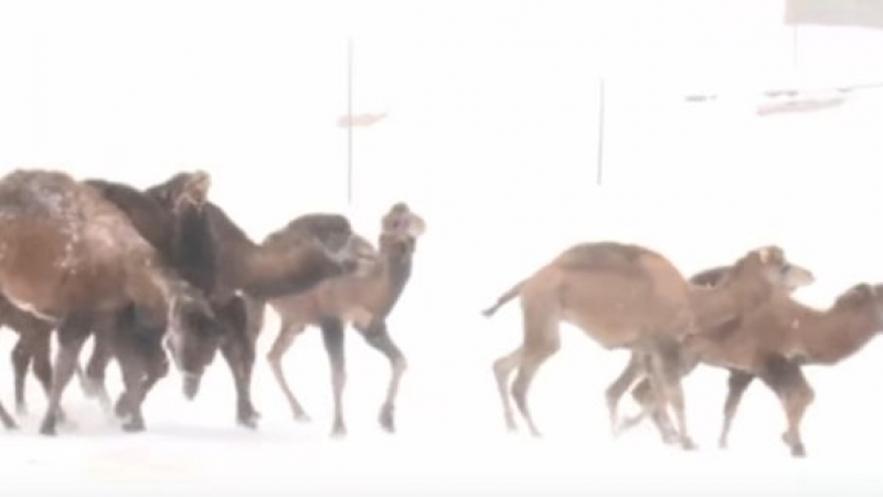 Пълен шаш! Камили се търкалят и танцуват на сняг в Турция (ВИДЕО) 
