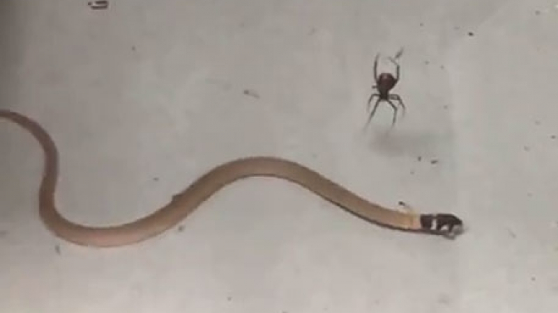 Уникални КАДРИ: Паяк убива и изяжда змия 