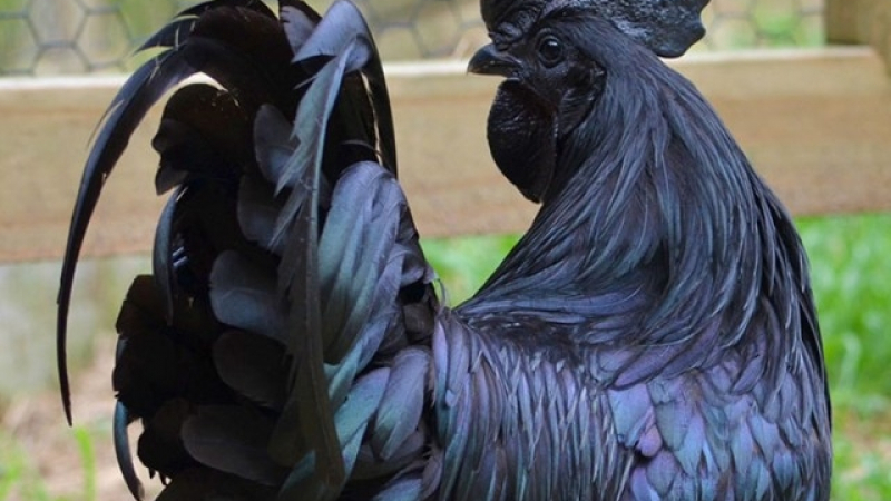 Аям Семани - птицата с черна кръв, която гарантира богатство (СНИМКИ)