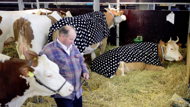 Да им имаме проблемите: Швейцария се разцепи в лют спор дали кравите трябва да са с рога