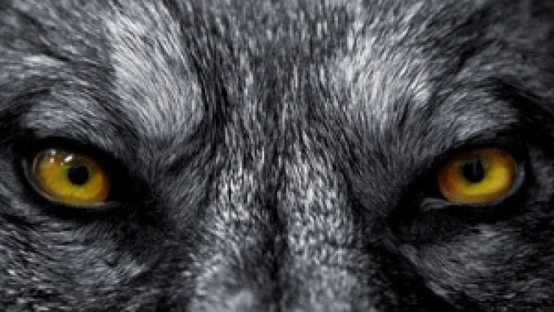 Учени откриха гена на “върколака”!