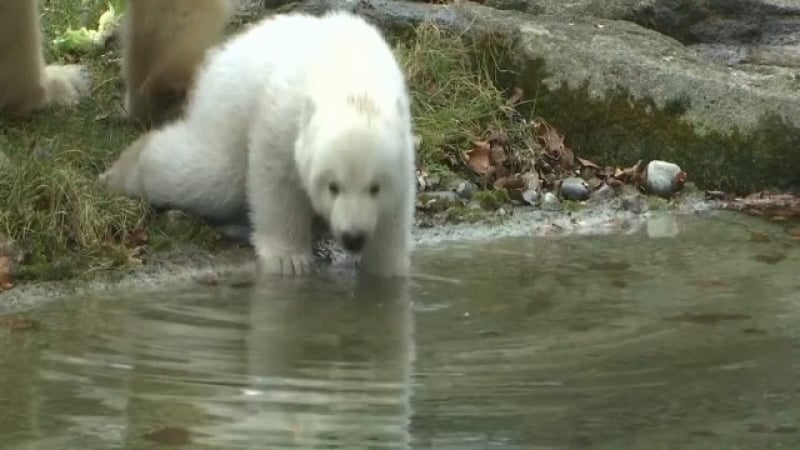 Мечето Йоги се показа за първи път в зоопарка в Мюнхен (ВИДЕО)