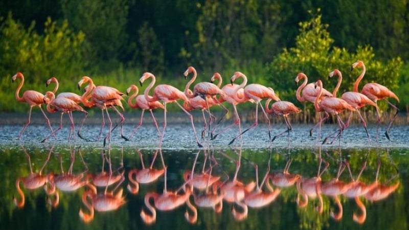 Фламингото се ражда със сиво оперение. Защо тогава е розово?