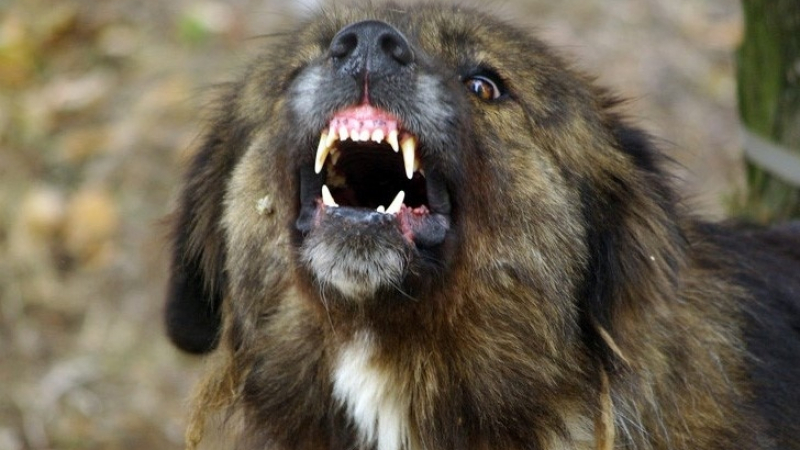 Улични кучета предизвикват катастрофи при Кресненското дефиле
