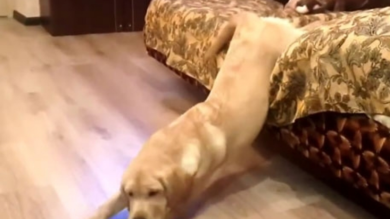 Мързеливо куче взриви мрежата от смях (ВИДЕО)