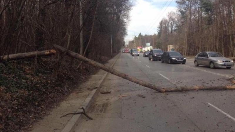 На косъм от голям кошмар в столицата: Дърво се стовари насред "Симеоновско шосе", затисна кола (СНИМКИ)