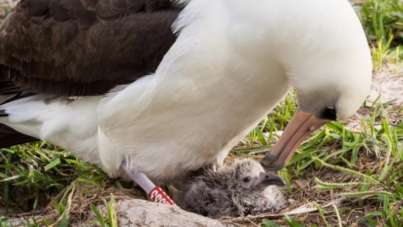66-годишна птица все още прави бебета 