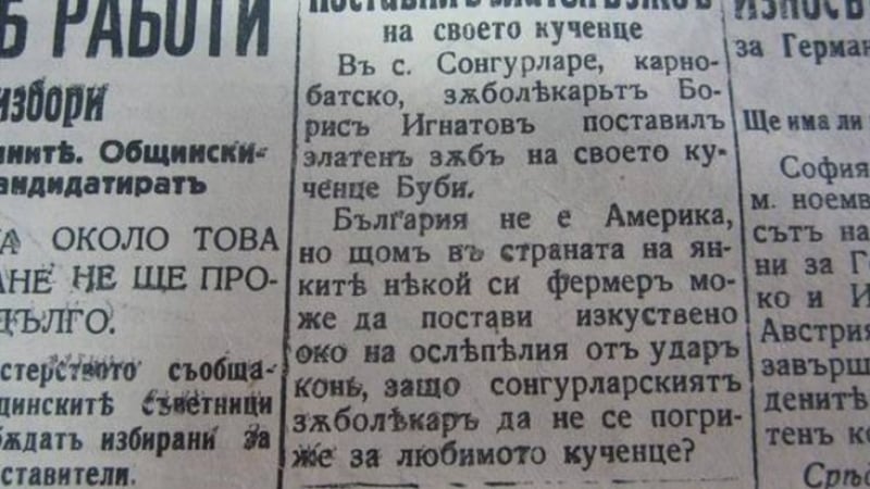 По американски: Зъболекар постави златен зъб на любимото си кученце Буби