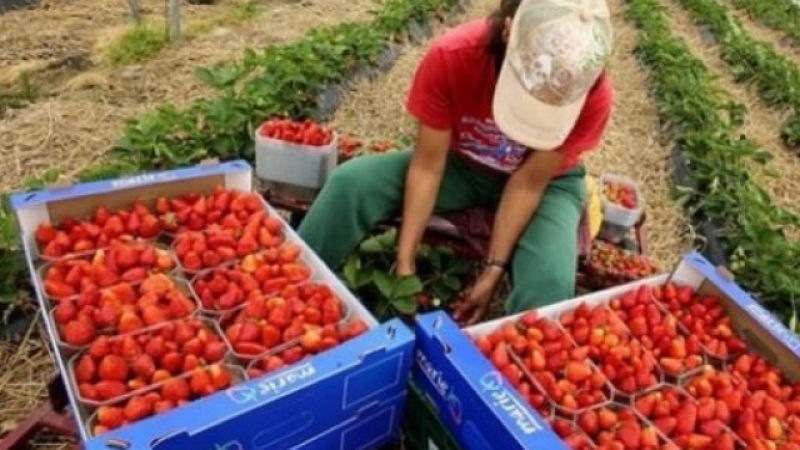 Германия привика десетки хиляди сезонни работници от Източна Европа ВИДЕО