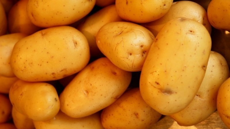 Учени се подготвят за живота на Марс като отглеждат картофи
