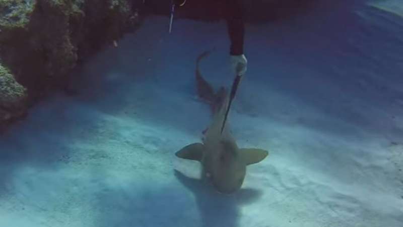 Смел гмуркач помогна на акула с 30-сантиметров нож в главата (ВИДЕО)