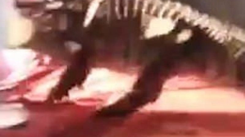 Ужас! Крокодил отхапа лицето на звероукротител по време на шоу (ВИДЕО 18+)