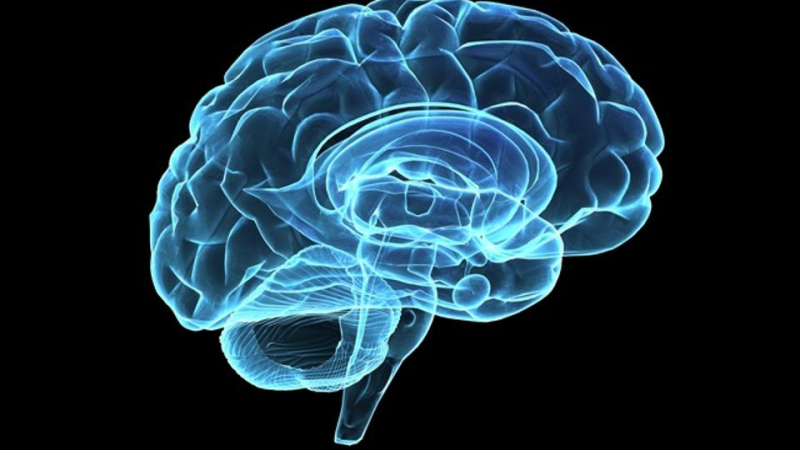 Неврогенезис или как да подпомогнем мозъка да създава нови клетки
