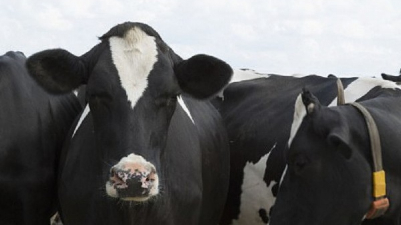Разгневената Турция върна "проблемни" крави на Холандия, секва вноса на холандско месо