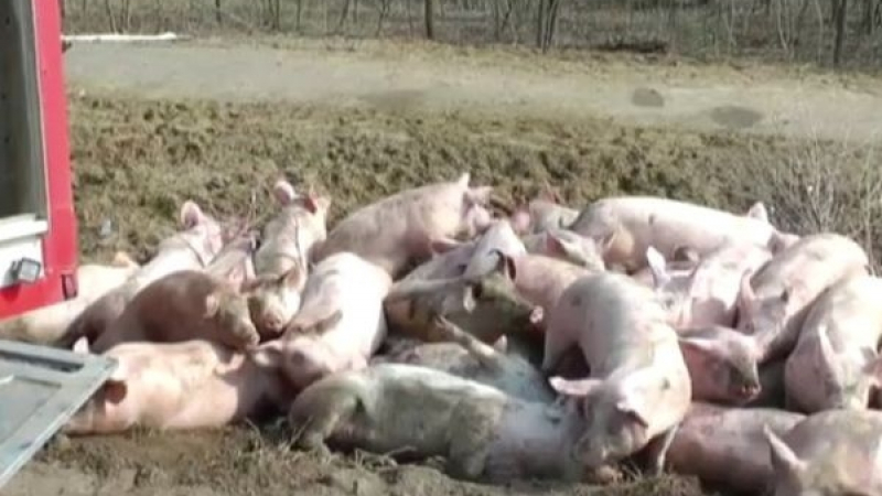 Куриоз: Камион изсипа 100-тина прасета след катастрофа край прочуто село (СНИМКА)