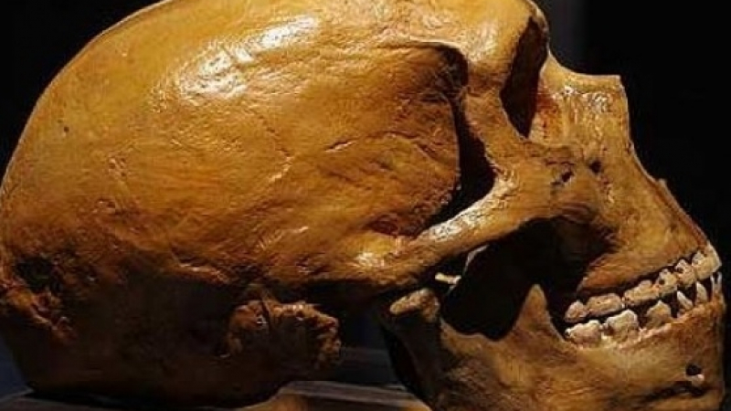 Изровиха най-стария човешки череп - на 400 000 години!