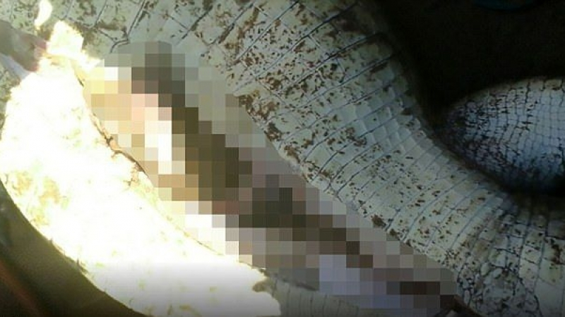 Селяни разрязаха крокодил и намериха в корема му... дете (СНИМКИ/ВИДЕО 18+)