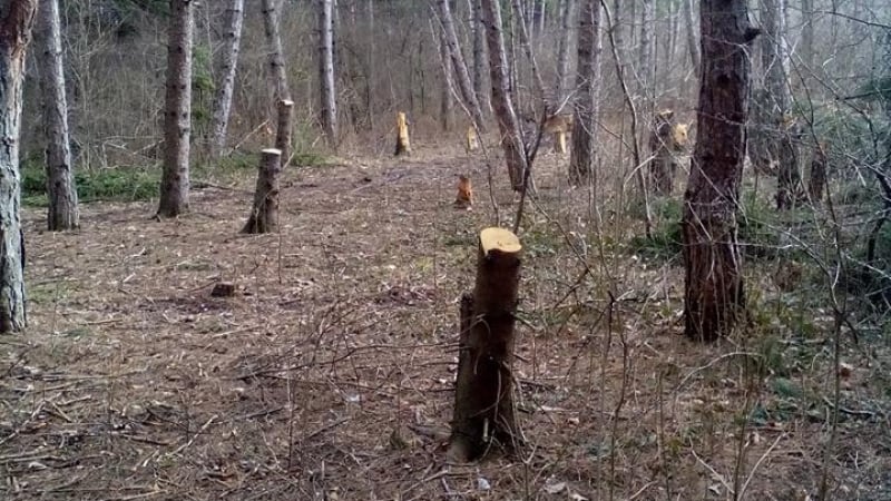 Нова сеч в Западен парк вбеси софиянци (СНИМКИ)