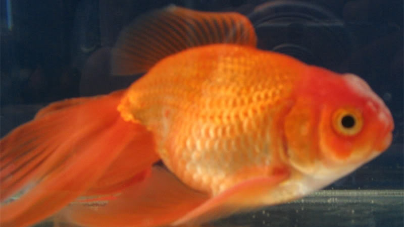 Мъж си отглежда златна рибка, тежаща цял килограм 