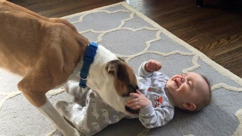 Палав боксер забавлява бебе и го къса от смях с гъделичкане (ВИДЕО)