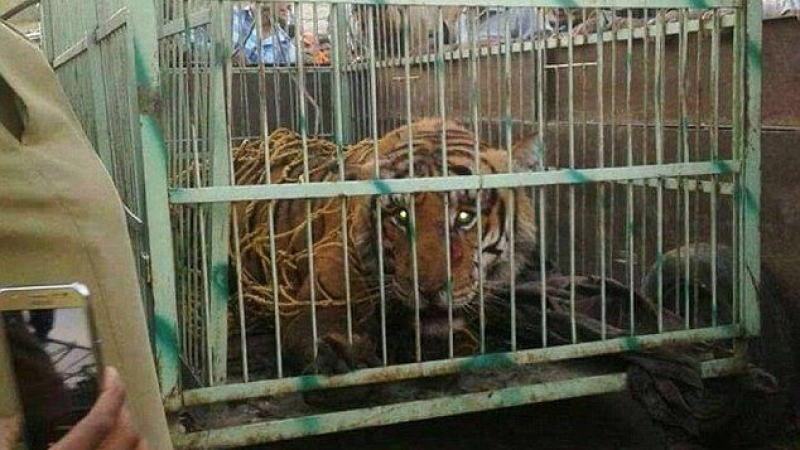 Ужасяващи КАДРИ! Нескопосани спасители на животни прегазиха тигър с фадрома (СНИМКИ/ВИДЕО 18+)