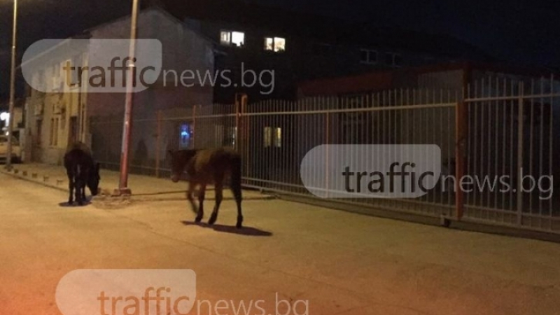 Топлото време в Пловдив изкара дори магаретата по улиците (СНИМКИ)