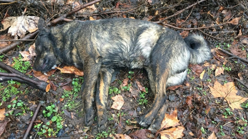 Изверги тровят масово кучета в Хасково