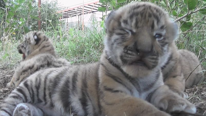 Вижте трите симпатични амурски тигърчета, родени в зоопарк в Крим (ВИДЕО)