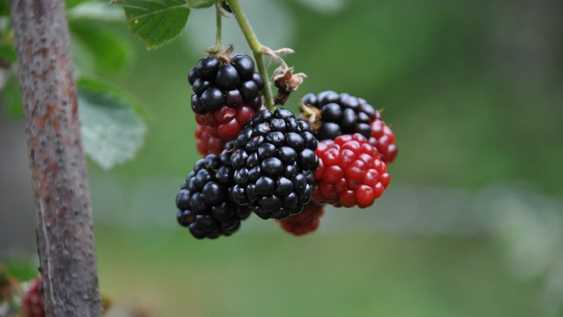 Природата ни е дала всичко: Този позабравен плод е най-мощното естествено средство под ръка!