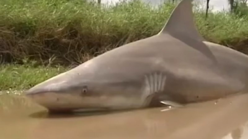 Ураганът Деби изхвърли страшна акула насред шосе (ВИДЕО)