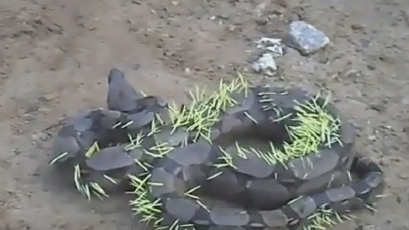 Ужасяващо ВИДЕО показва какво става, когато змия реши да яде таралеж