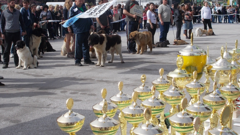 Златно и мраморно куче идват за първи път на киноложките изложби в Пловдив