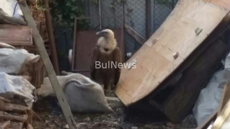  Белоглав лешояд падна в двор във Враца (СНИМКИ)