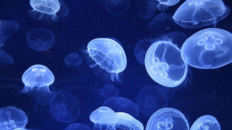Изгоря ни ваканцията: Отровни медузи нахлуха от Червено в Средиземно море 