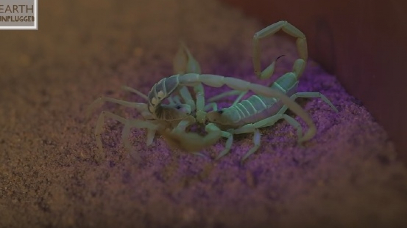Уловиха на ВИДЕО как скорпионите правят секс