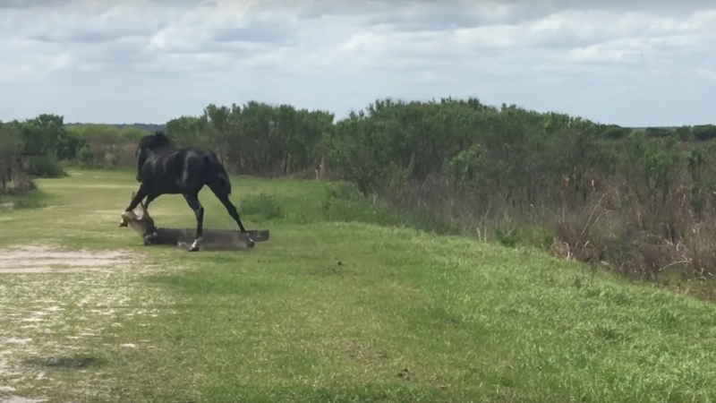 Заснеха невероятен бой - див кон срещу алигатор (ВИДЕО)