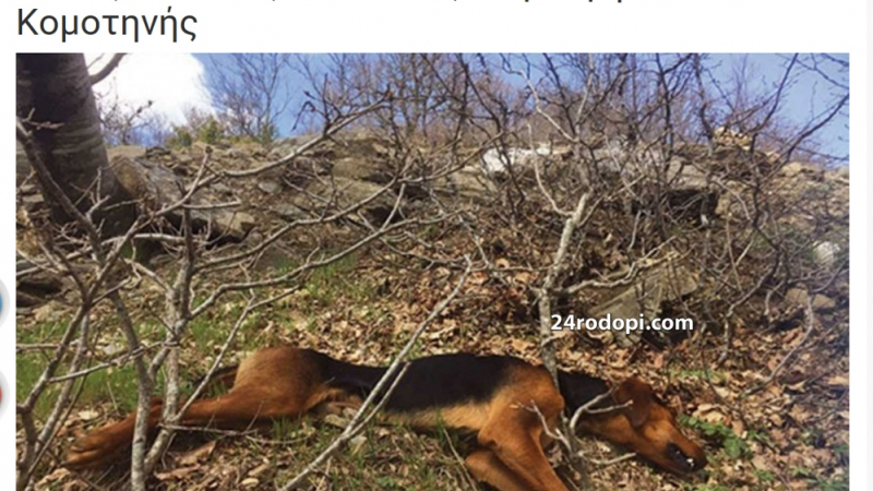 Наш сериен убиец на кучета вилнее и в Гърция! 11 убити животни в района на Маказа
