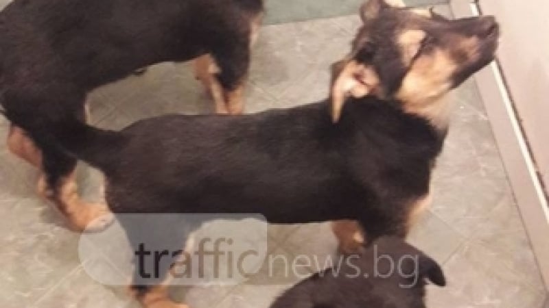 Безсърдечни и жестоки! Пловдивчани изхвърлиха три кученца навръх Великден (СНИМКИ)