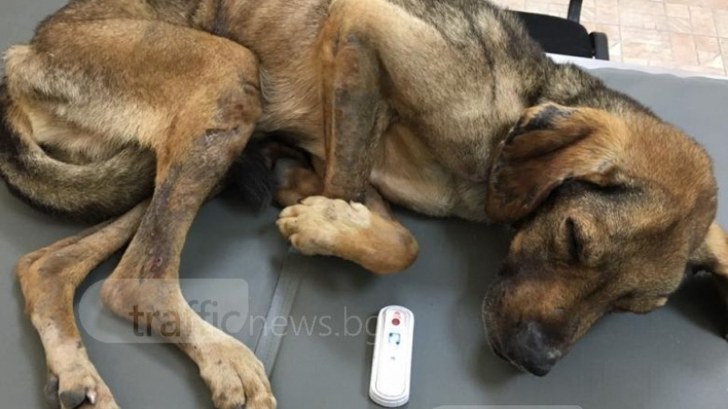 Изоставено куче опита да сложи край на живота си! Пловдивчанка го спаси (СНИМКИ)